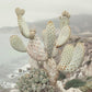 COASTAL COWGIRL PERFUME